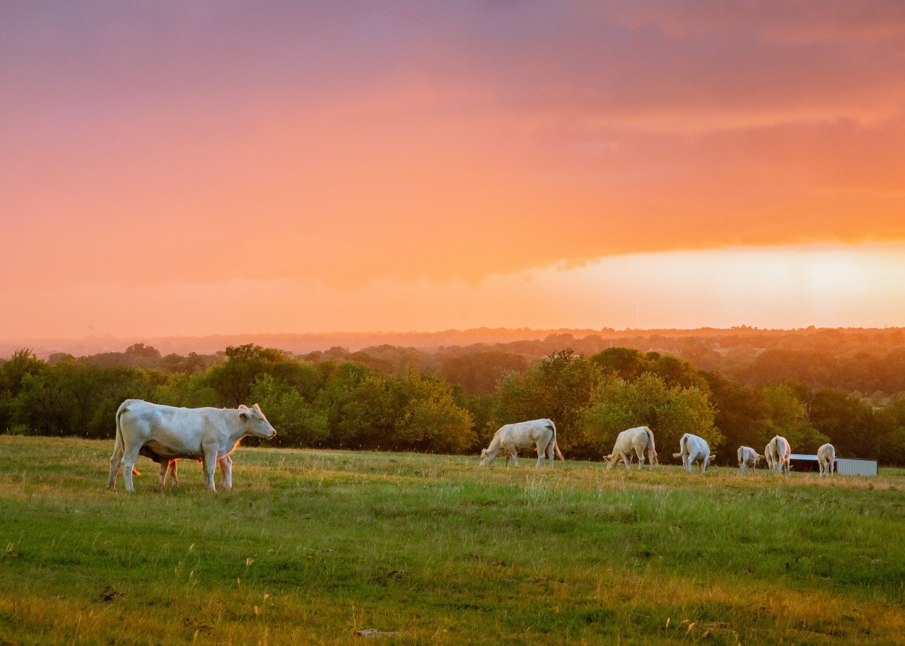 Sunset on the Ranch